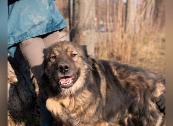 Freundlicher HAGRID-sanft, mit großen Herzen für Menschen will endlich raus aus dem Tierheim