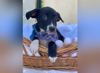 Milo LM - Zuhause gesucht – Neun kleine Hundekinder auf großer Mission