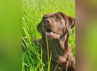 Reinrassige Labradorwelpen (Arbeitslinie)drei schwarze Mädels suchen ein schöne Zuhause