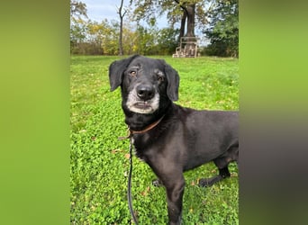 Rüde Blacky, 11 Jahre