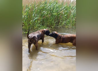 Hannoversche Schweißhund