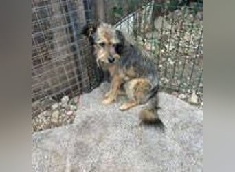 Berci, Schnauzer-Mix, Rüde, geb. 06.05.2013, ca. 40 cm, 11 kg, NOTFALL