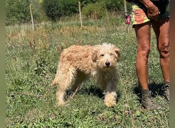 Jackline, süße Briard Hündin sucht …..