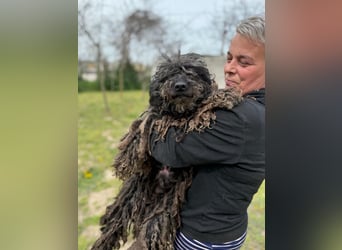Buksi LM – Sanfte Hundedame sucht warmes Plätzchen für immer