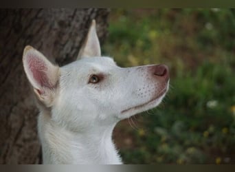 Mykeme (Spanien) - zarte Podenco-Mischlingshündin