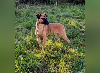 Lilli - auf PS in 50354 Hürth