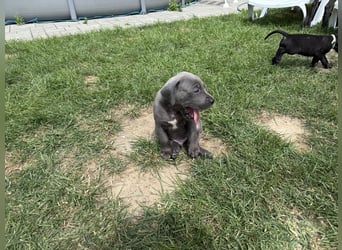 Deutsche Dogge Welpen