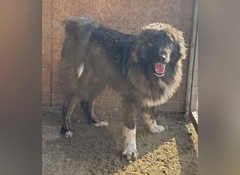 THEO, Rüde, 1,5 Jahre, 45cm, Mischling, Tierschutz