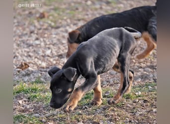 Rosi , ein weiteres ganz bezauberndes Hundekind !