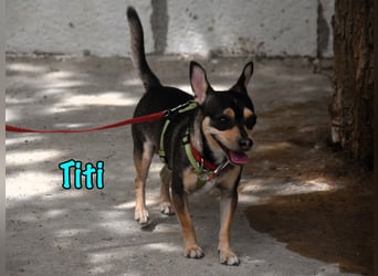 Titi geb. 03/2023 (ESP) - fröhlicher und liebevoller, kleiner Chihuahua-Mix!