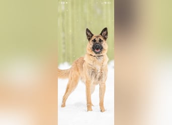 Schäferhund Mischling Kewin sucht ein liebevolles Zuhause
