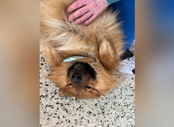 Poldi SR - Sanfter Kuschelfreund sucht ruhiges Zuhause