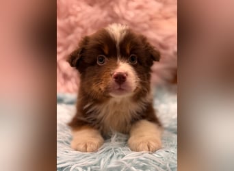 Tolle kleine Mini Australian Shepherd Welpen suchen Ihre Herzenfank
