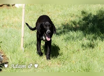 Adam, Ajax und Timmy suchen ein Zuhause