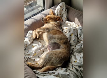 Kleine Zaubermaus Amali(1 Jahr/35 cm/9 kg) sucht liebevolles Zuhause
