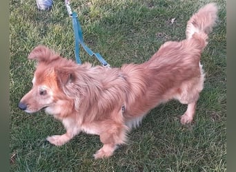 Handicap - Zorro ist blind und liebt Menschen sehr