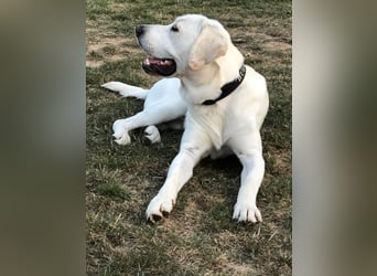 Wunderschöne Labrador-Mix Welpen