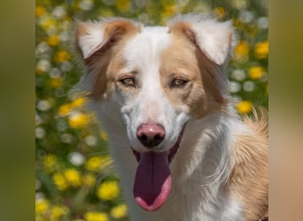 Paky – ein Traumhund aus Portugal
