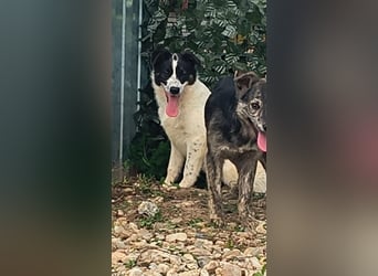Ringo sucht seine Menschen