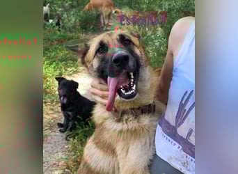 Estrella1 05/2021 (in Deutschland) - sportliche, hübsche Deutsche Schäferhund Mix Hündin!