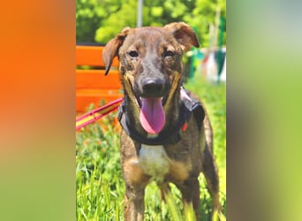 Buddy❤️ - sanfter Kerl mit dem großen Herz sucht seine Menschen