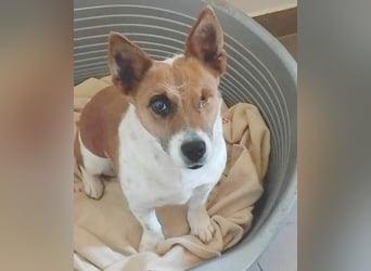 liebenswertes Einauge SZISZI - 7 Jahre, 35cm - Jack Russell-Mix