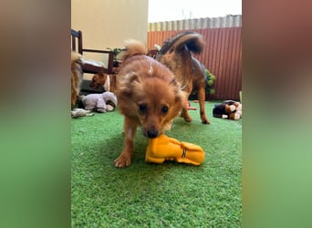Maggy SR – Kleine Spitzdame mit großem Herz sucht Familie