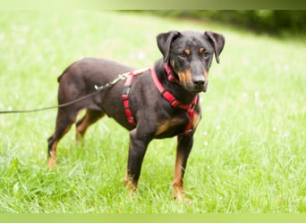 Chapi - quirliger, verschmuster Familienhund - Tierhilfe Franken e.V.