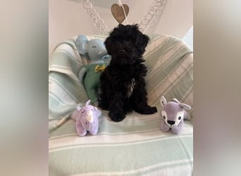 Wunderschöner Maltipoo rüde 6 Monate alt zu verkaufen