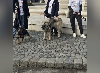 Die wundervolle Lili sucht ein Zuhause ❤️