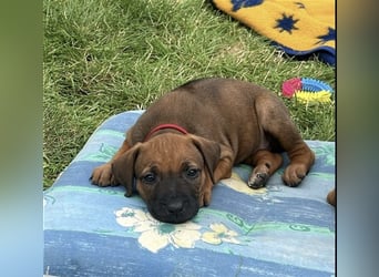 Reinrassige Rhodesian Ridgebackwelpen suchen ein liebevolles zu Hause