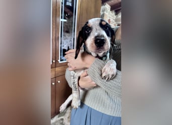 Beagle Mischlingsdame EADIE (*Dezember 2024) sucht eine Familie