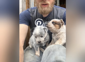 Australian Cattle Dog Rüde