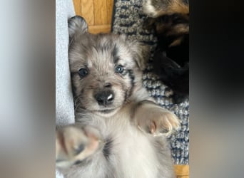Süße Border Collie -Mudi mix Welpen