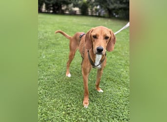 lieber Bracke Mischling Josh sucht ein Zuhause, Jagdhund, Posavski Gonic