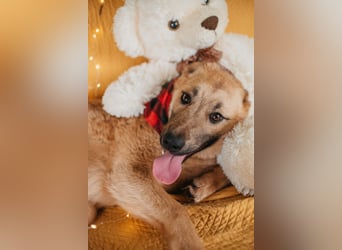 Hundemädchen Mila sucht Familie