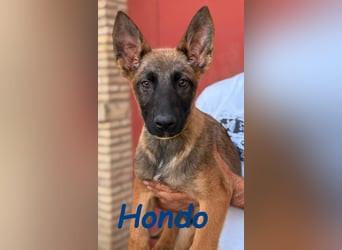 Hondo 11/2024 (ESP) - verspielter Malinois-Schäferhund-Mix Welpe!