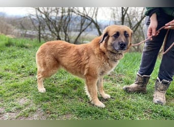 Kora, Mischling