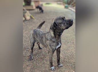 liebenswürdiger Bark sucht sein Zuhause