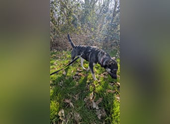 Kleine Paula(8 Mon/39 cm/9,6 kg) sucht Hundefreunde mut Herz
