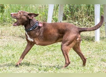 Pablo – fit trotz Handicap
