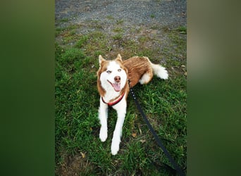 Husky Welpen 3 Rüden suchen ein Zuhause ab Mai