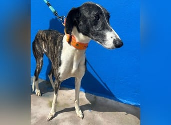 Marylin, zauberhafte Galgo Lady, zu brav für die Jagd, abgegeben