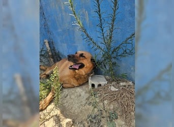 Daisy, familienfreundliche Traumhündin