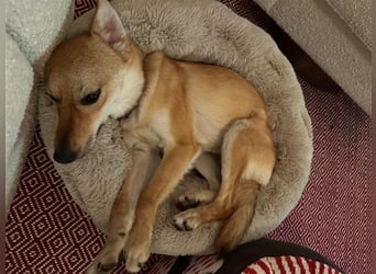 Lexie - Unser liebevolles Energiebündel und Kuschelmonster