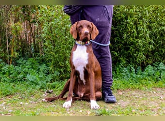Emilio  - Pointer-Mix, lieb und verträglich