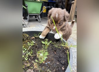 Mini Australien Shepherd Welpen suchen Traumzuhause