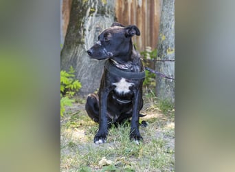 Dezi SI - Junghündin auf der Suche nach Glück
