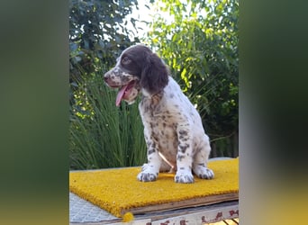 English setter Welpen (3 Rüden, 2 Hündinnen)