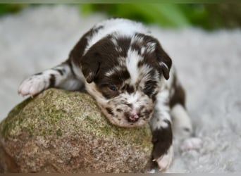 Aussiedor Aussiedorwelpe Welpe Australien Shepherd x Labrador